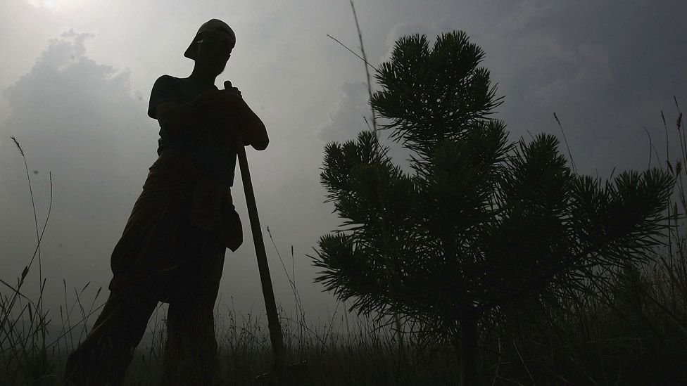 Building the Great Green Wall of China BBC Future