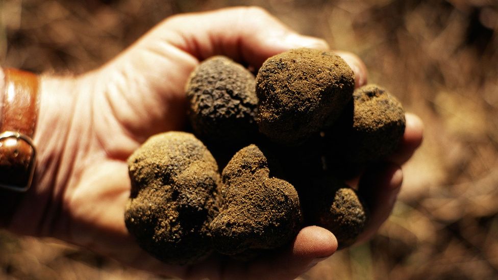 Why do truffles taste so weird? BBC Future
